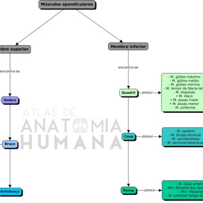 Sistema Muscular Apendicular